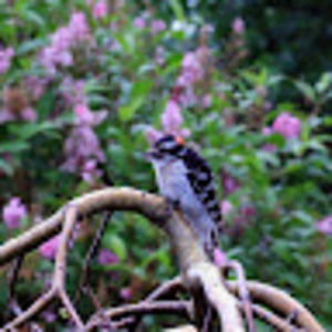 Meet your Posher, Carter